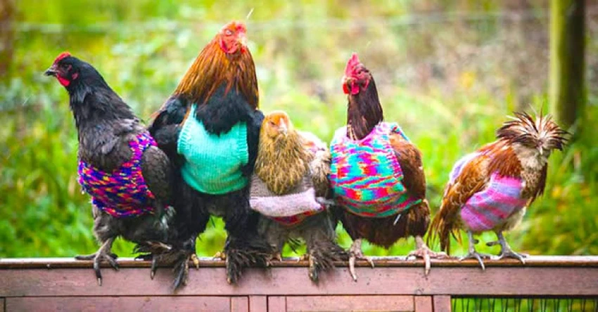 a99560_pet-onesie_13-chicken-280735